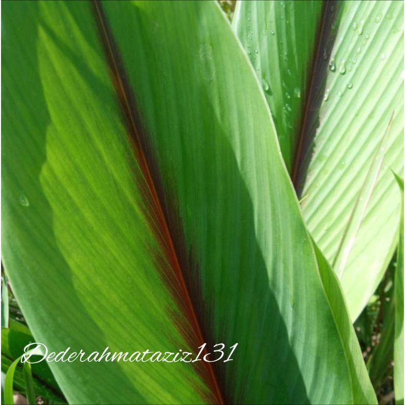 

DAUN KUNYIT PUTIH 500GR