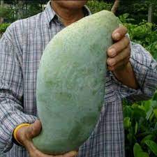 bibit mangga mahatir okulasi