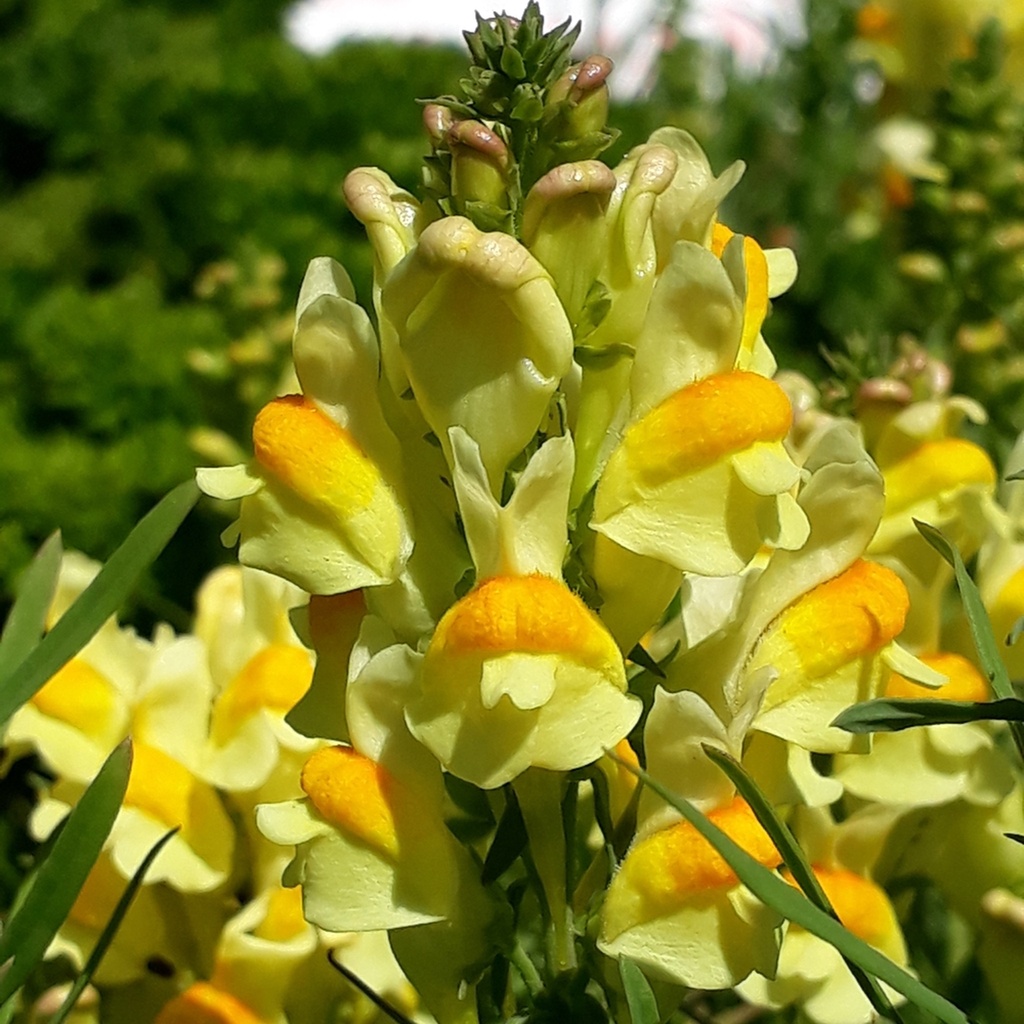 Benih Bibit Biji - Bunga Yellow Toadflax (Linaria vulgaris) Flower Seeds - IMPORT