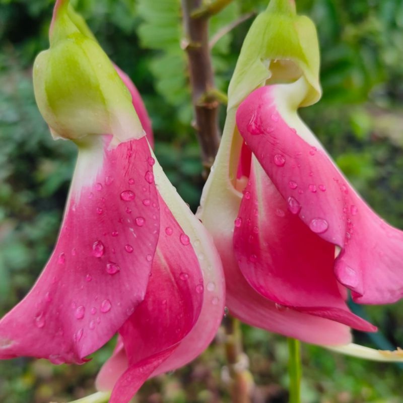 Bibit Turi Merah Pohon Kembang Bunga Obat Herbal