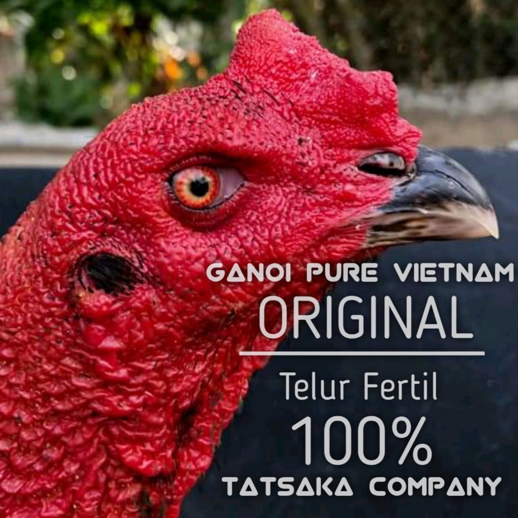 ayam ganoi vietnam ori telur fertil asli mangon anti locok birma impor