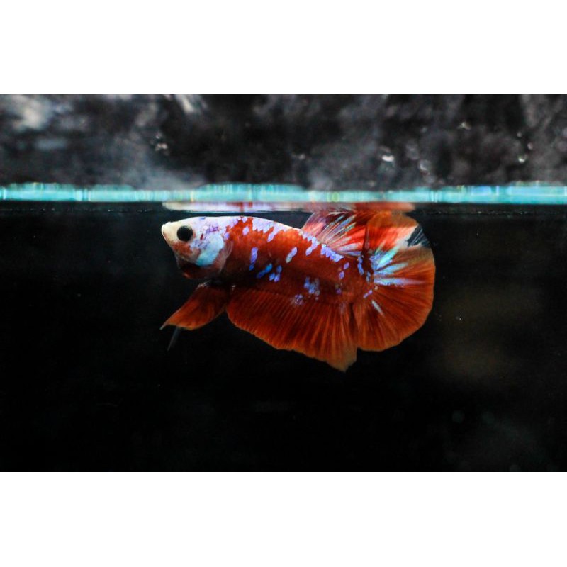 Cupang Red koi galaxy masking Top grade