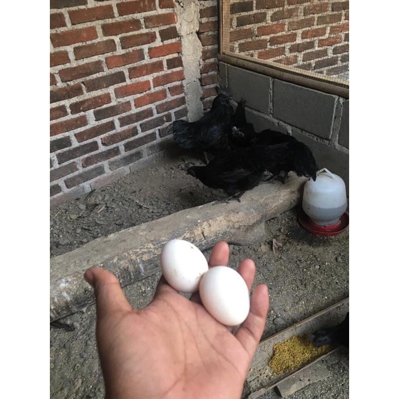 TELUR AYAM CEMANI FRESH LIDAH ABU