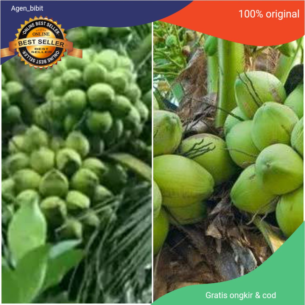 Bibit Kelapa Hijau genjah