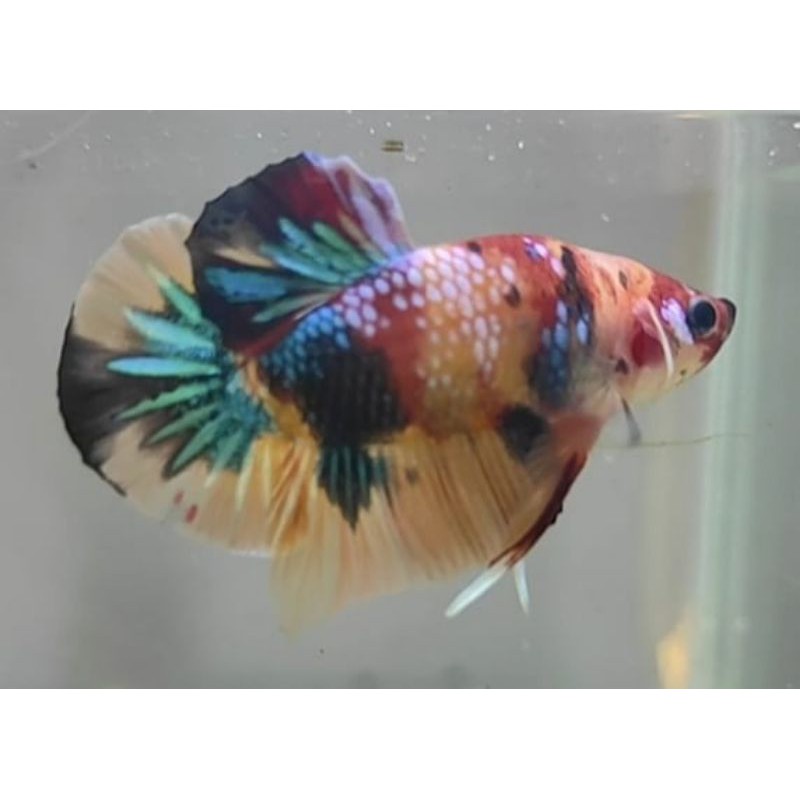 

PROMO SPECIAL 6.6 Nemo Galaxy beli 4 gratis 1