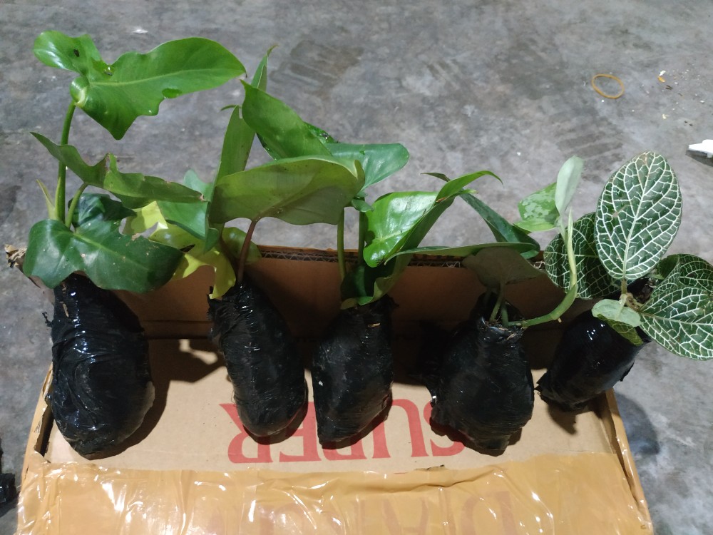 Benih /bibitan Tanaman Hias Philodendron Dragon