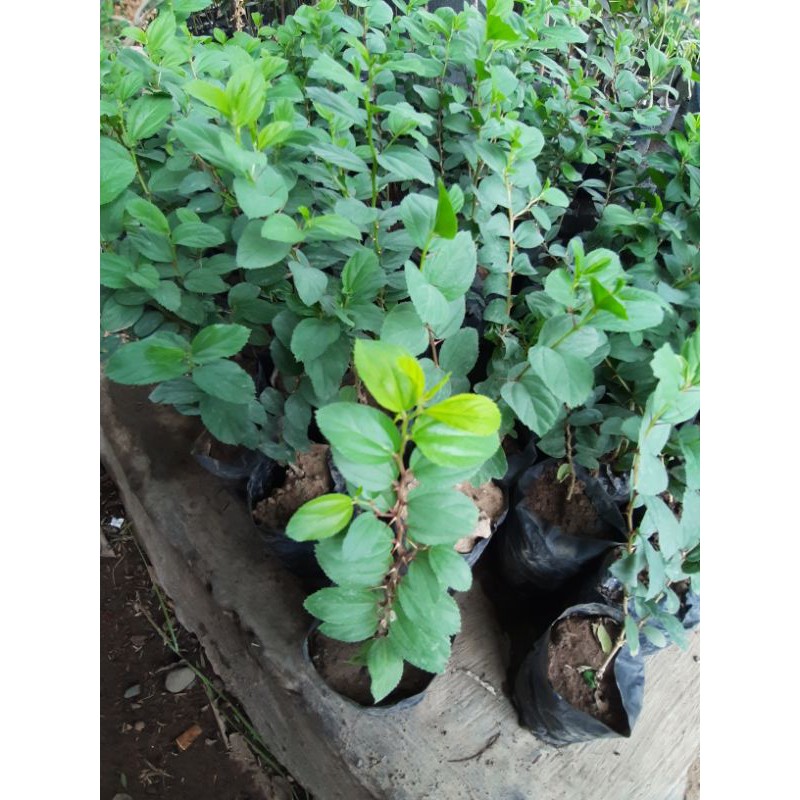 bidara arab tinggi 20 cm [Berkualitas Unggul]