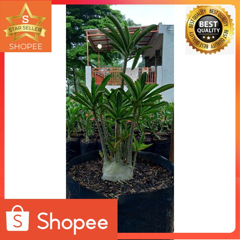 tanaman hias adenium bonggol besar cabang seribu dewasa