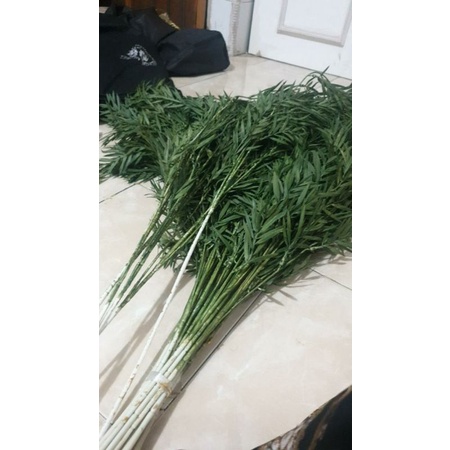 DAUN BAMBU JUNTAI