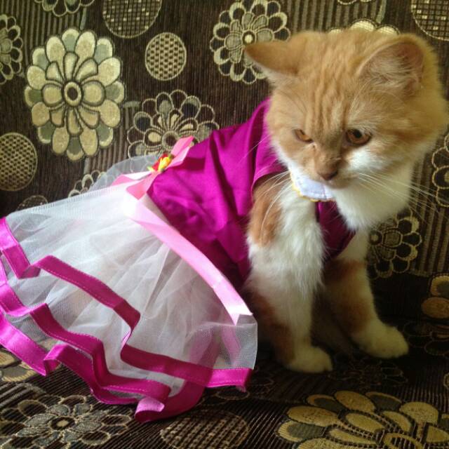 Dress princess ungu untuk kucing anjing / baju kucing anjing size S M L XL