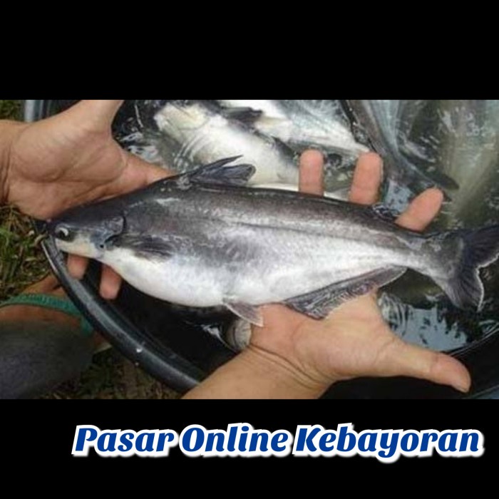 

Ikan Patin Segar - 1 Kg / Jabodetabek