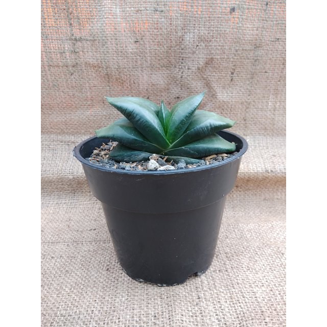 Tanaman Hias Gasteria Armstrongii