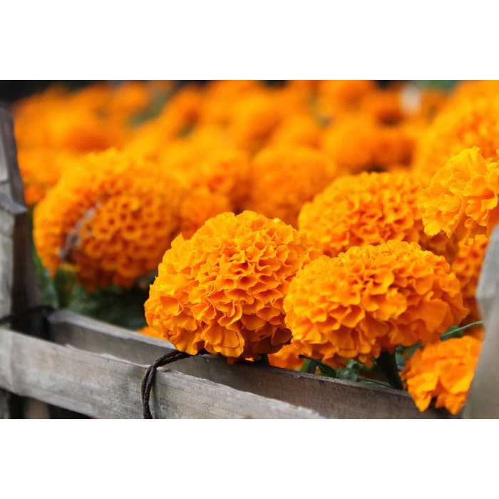 Benih BIbit Seed Bunga Marigold African Crackerjack Mudah Tumbuh