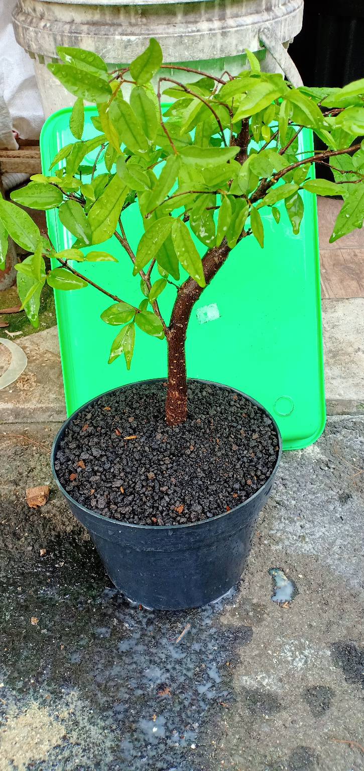 Bahan Bonsai Anting Putri A