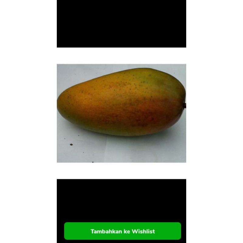 Bibit Tanaman Buah Mangga Kiojay Thailand - mangga jumbo
