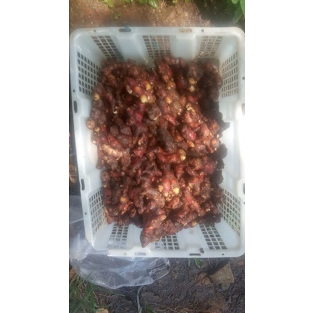 

jahe merah lelesan/kecil 1kg