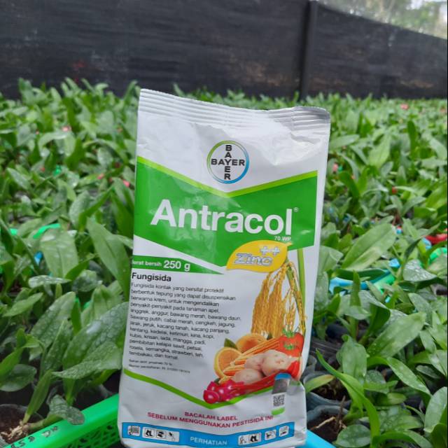 Fungisida Antracol Anti Jamur Shopee Indonesia