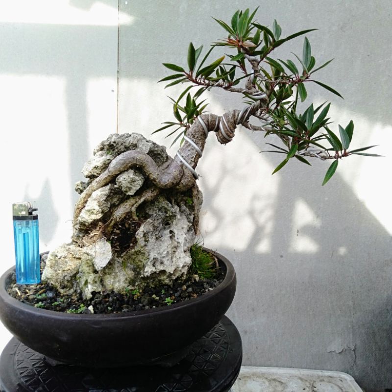 Bonsai Beringin Kalifornia/ Beringin California Bonsai Prospek Siap Pajang