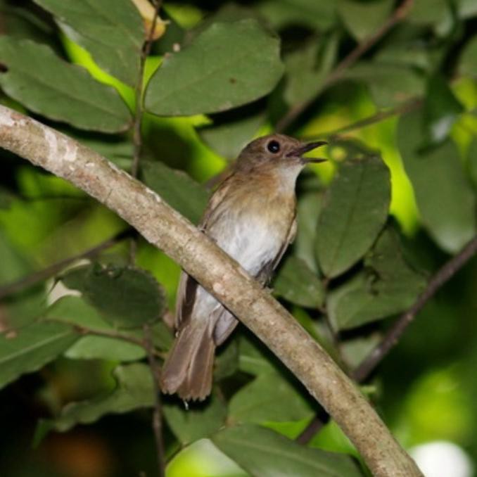 420 Gambar Burung Jongkangan Gratis Terbaru