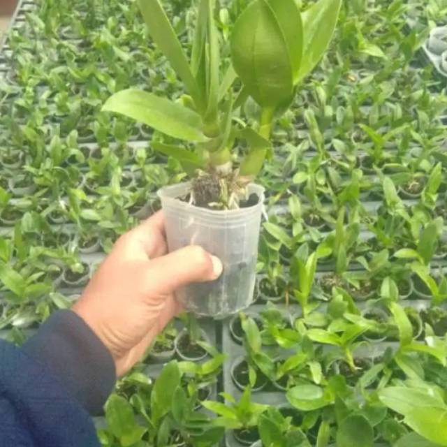 ANGGREK DENDROBIUM BLACK SPINDER X BESI REMAJA