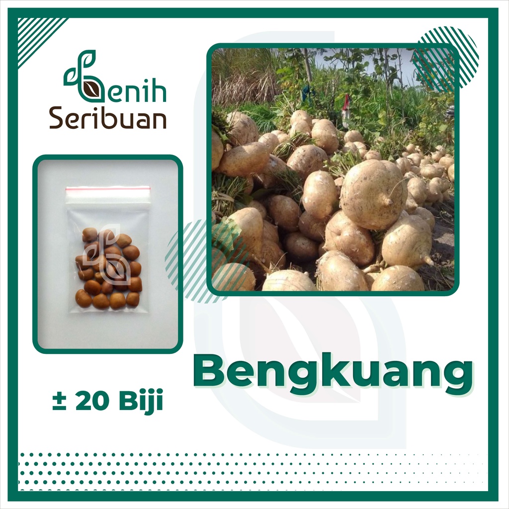 BS-BYL Benih Buah Bibit Tanaman Buah F1 Hibrida Unggul Anggur Strawberry Semangka Melon Labu Pepaya Jambu Blackberry Ciplukan Raspberry dll-BENGKUANG