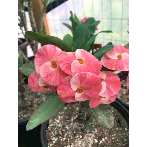 NEW!!! TANAMAN HIAS EUPHORBIA BUNGA EUPHORBIA