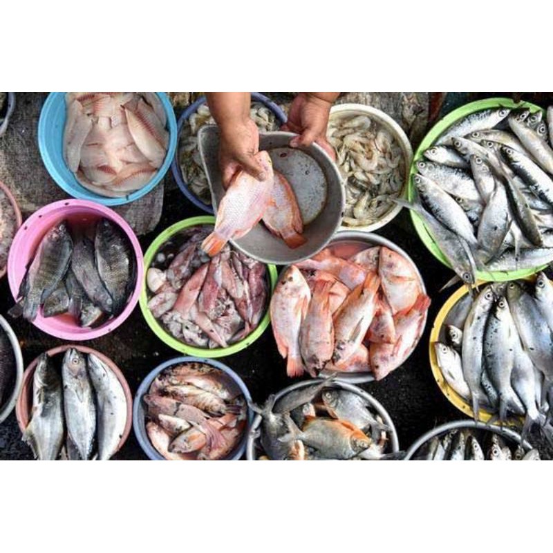 

Ikan Segar semua jenis