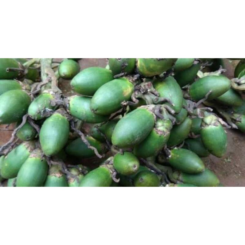 

Termurah Buah Pinang Muda /Jebug banyak manfaat