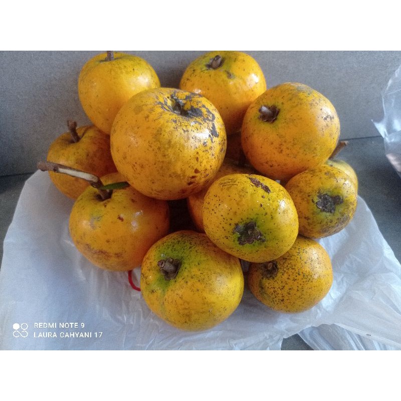 

buah mundu - sawo belanda- apel jawa per 1 kg