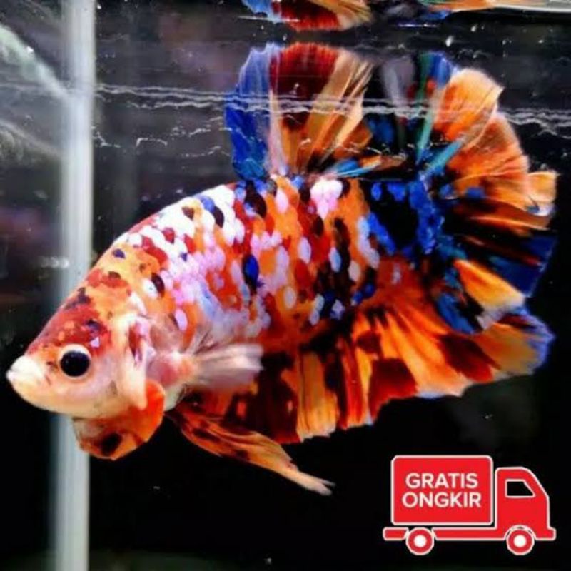 ikan cupang nemo multicolor / cupang nemo multi / cupang galaxy emerald