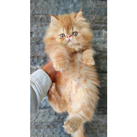 

peaknose lucu imut
