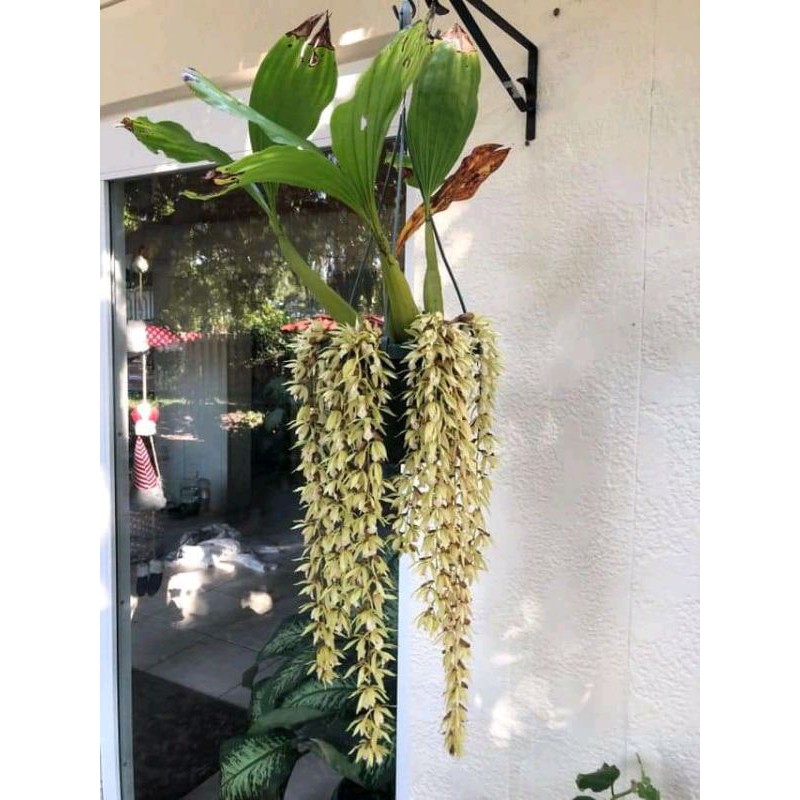 anggrek coelogyne rhocusenii