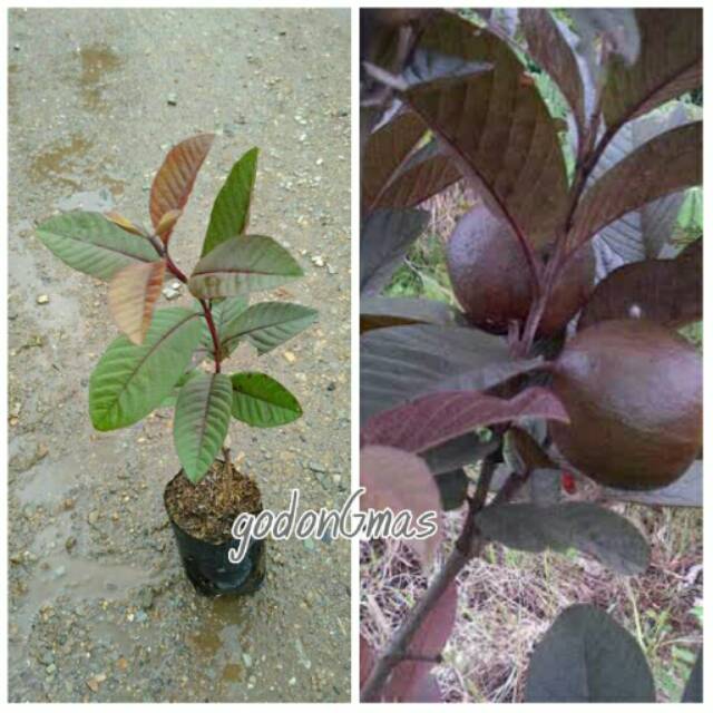 Bibit jambu biji Australia