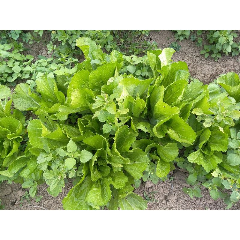 

sayur