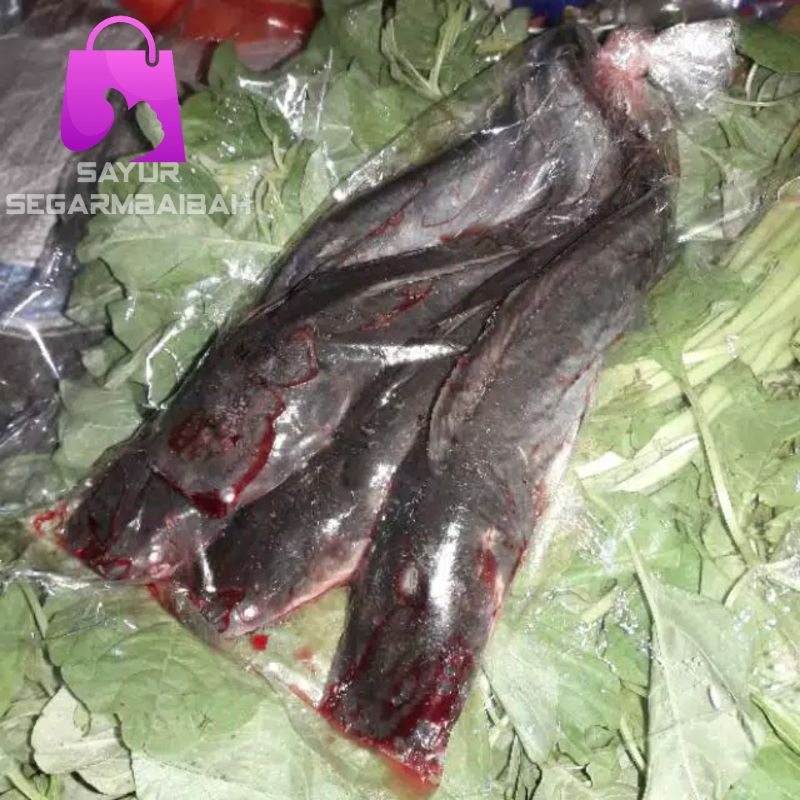 

ikan lele segar/sayursegar 1 kg