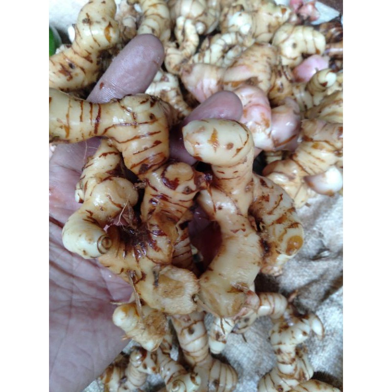 

Jual Lengkoas Per Umbi isi 10