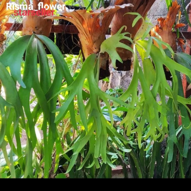 POHON TANDUK RUSA ( BESAR ) / TANAMAN HIAS