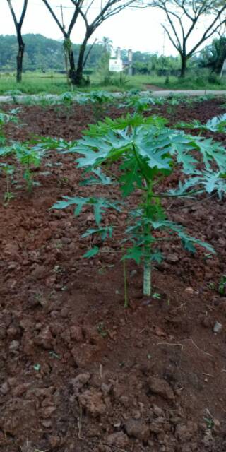Biji bibit Pepaya Calina/ IPB-9 (5 gram/ 250 butir)