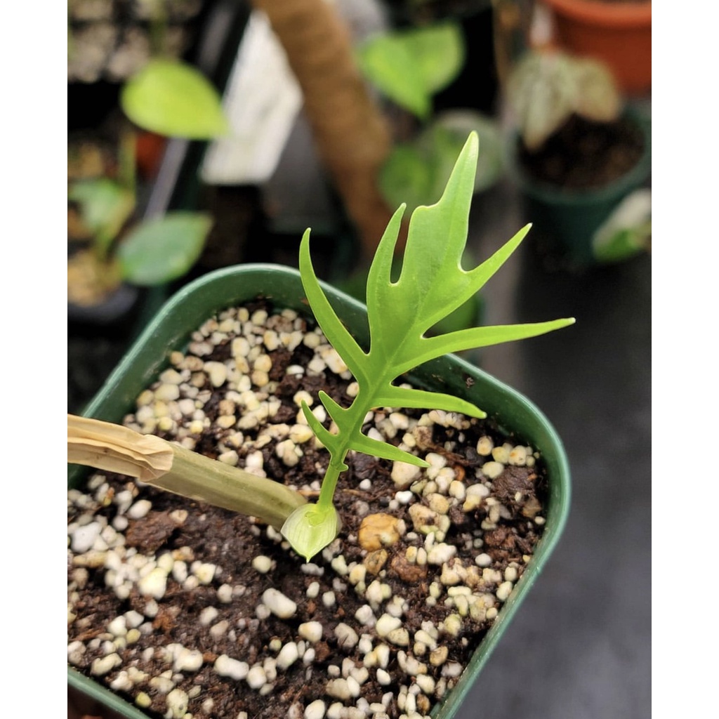 bibit bonggol philodendron tortum philo termurah