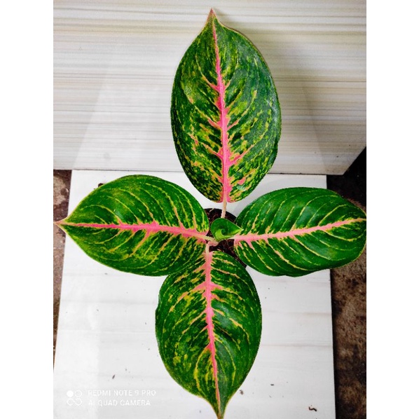 aglaonema big papa