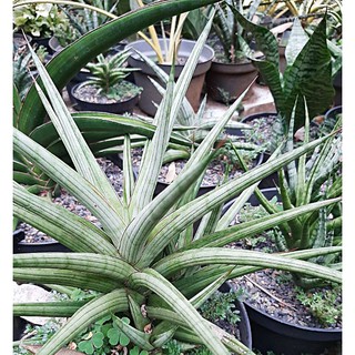 Jual Sansevieria Bella Platinum Bibit Tanaman Lidah Mertua Snake Plant ...