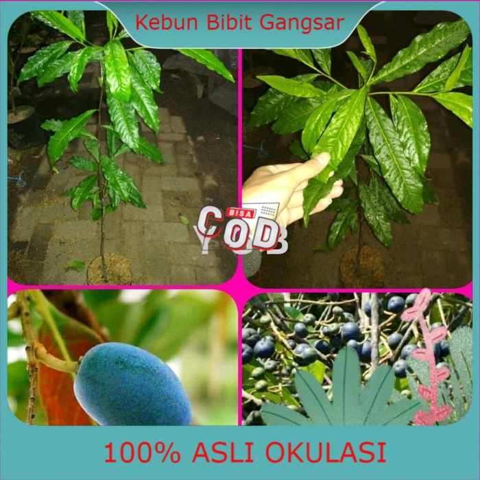 Bibit jenitri