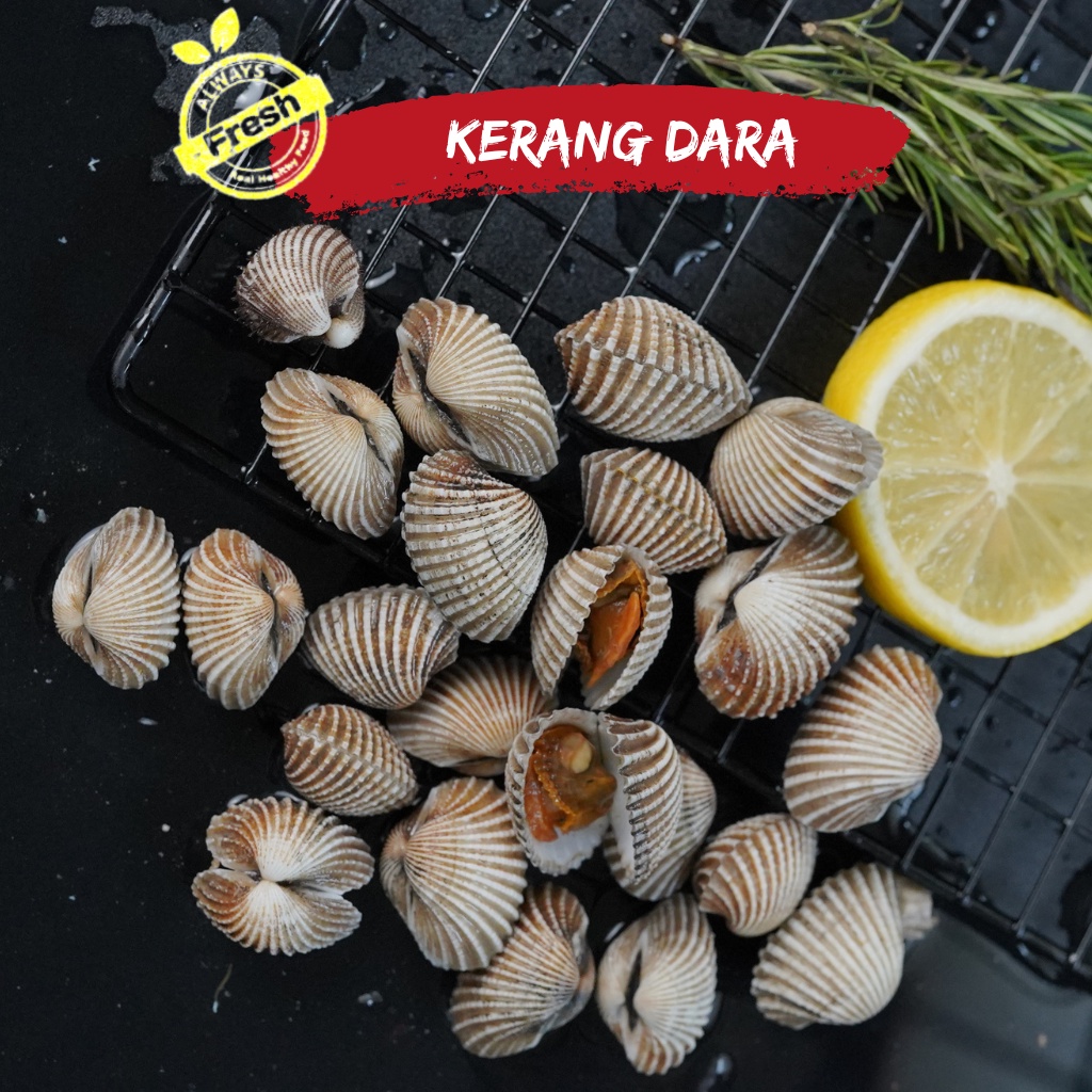 

Kerang Dara Fresh frozen 1kg termurah