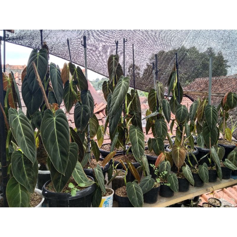 Philodendron Melanochrysum