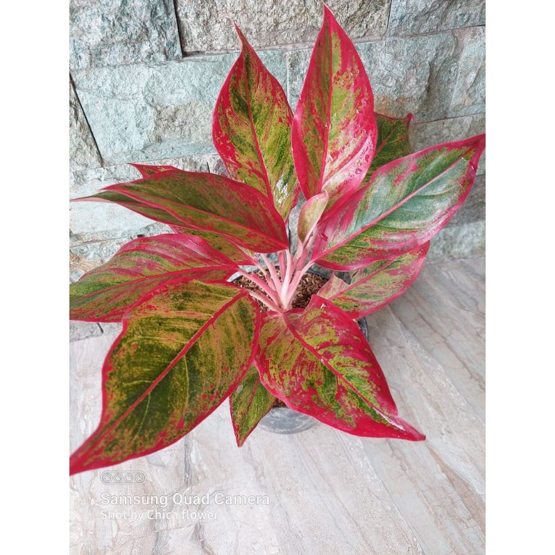 Tanaman hias aglonema lipstik / aglonema murah / aglonema cantik / bunga aglonema /aglonema lipstik 