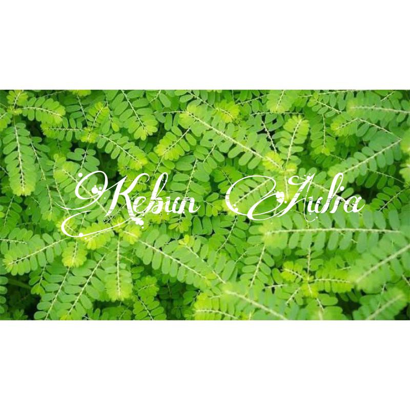 

Daun Meniran segar 250gr