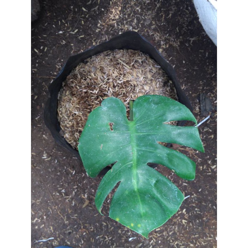 Monstera Deliciosa king