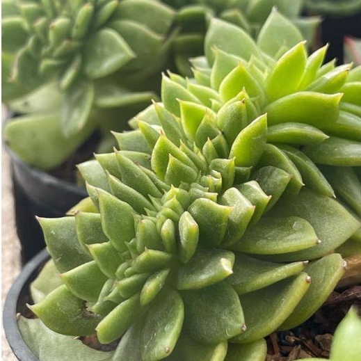 Sukulen Agavoides Crested