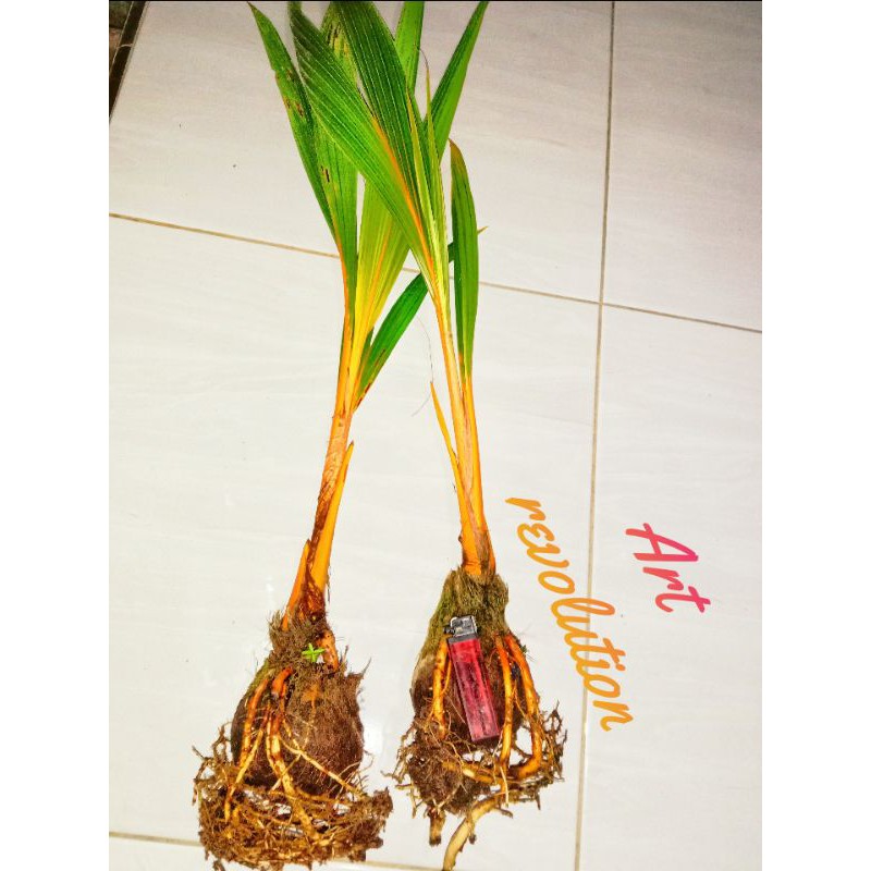 bahan bonsai kelapa orange (tunas panjang)