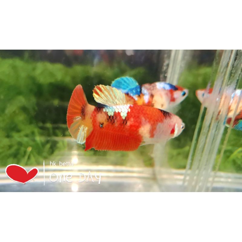 cupang yellow base gold top grade real picture